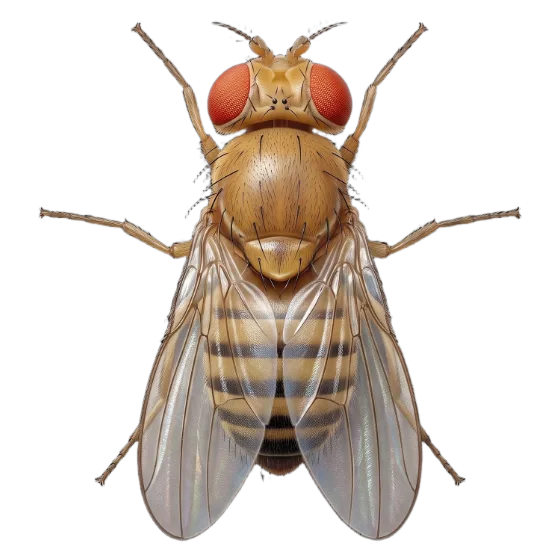 Illustration détourée d’une mouche à fruits