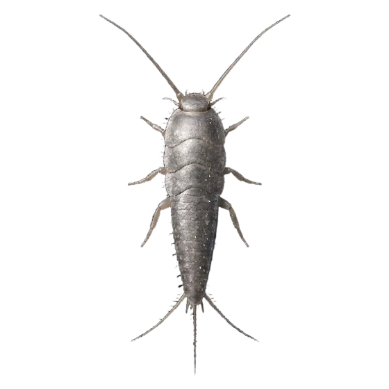 Illustration détourée d’un poisson d’argent